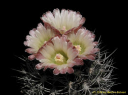 Eriosyce paucicostata subsp. echinus (syn. Neochilenia trapizensis 678 